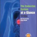 The Endocrine System at a Glance (Color)