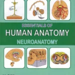 Essentials of Human Anatomy Neuroanatomy (Color)
